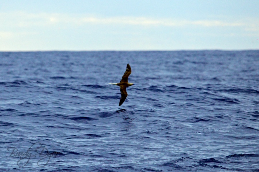 Bird Viwa Island