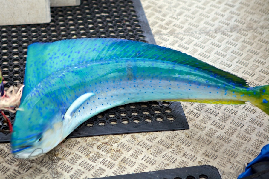 mahi mahi fish