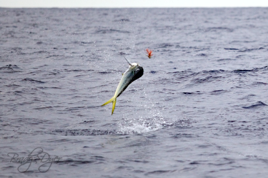 mahi mahi jumping out of water fiji